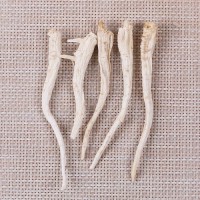 Platycodon